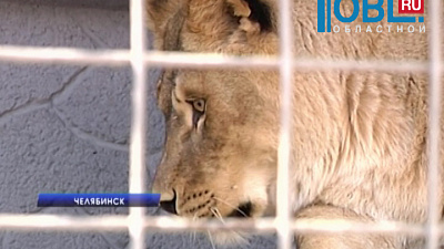 Леопарда Лизу выбрали самой красивой кошкой зоопарка
