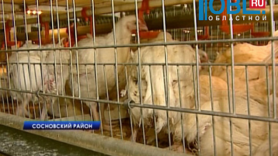 Птицеводы Челябинской области отмечают 50-летие отрасли