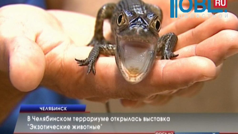 В Челябинском террариуме открылась выставка "Экзотические животные"