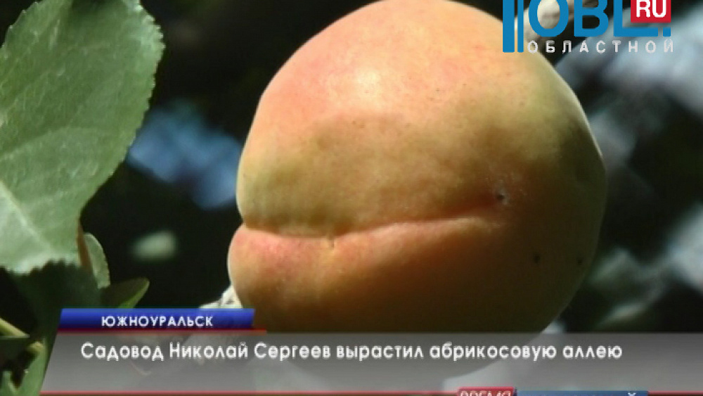 Садовод Николай Сергеев вырастил абрикосовую аллею