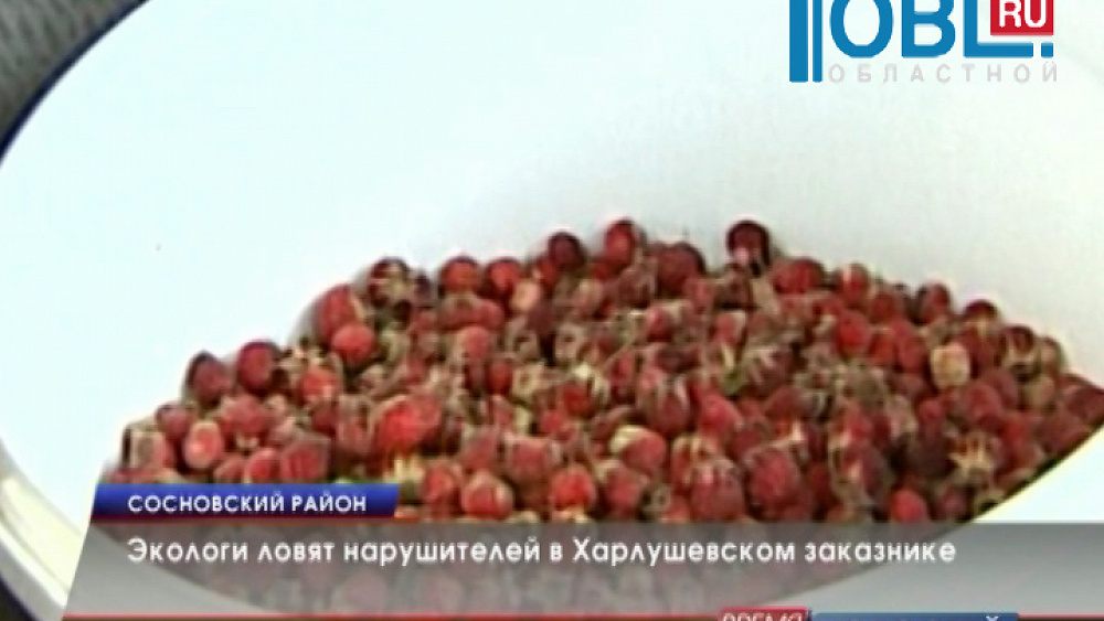 Экологи ловят нарушителей в Харлушевском заказнике 