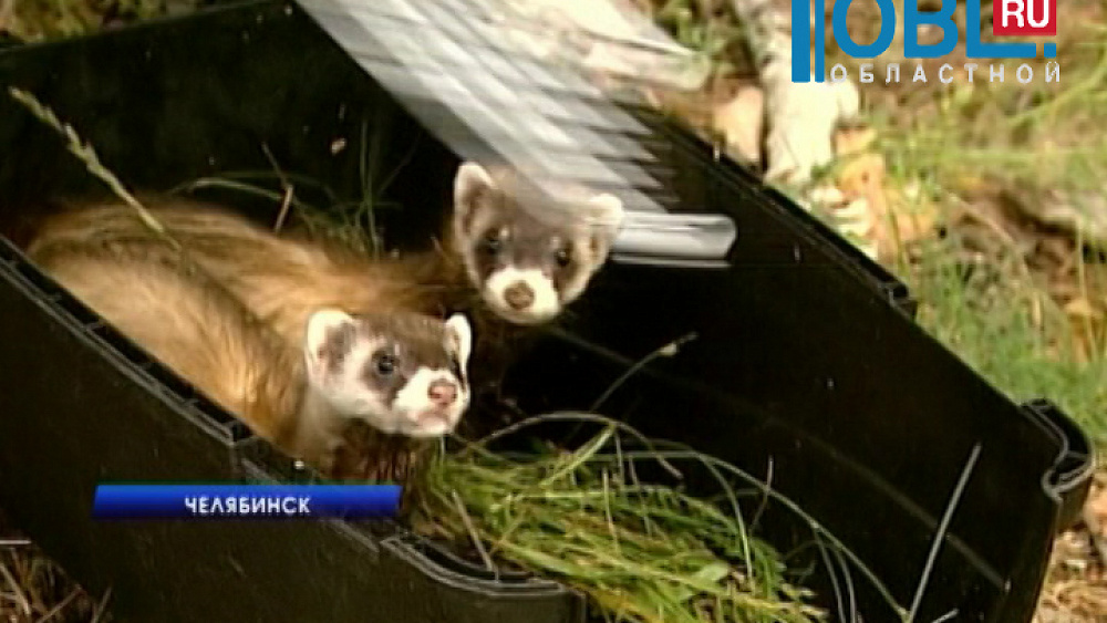 Хорьков-сирот выпустили на волю