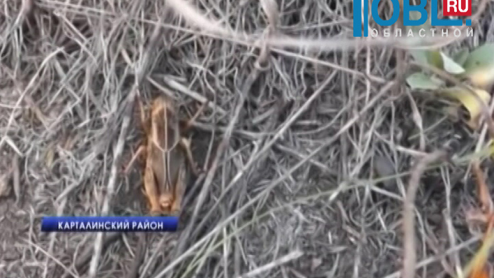 Саранча уничтожила 400 гектаров полей в Карталинском районе