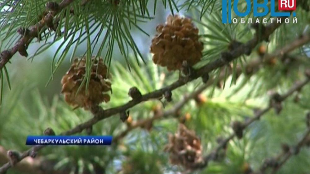 В лесничестве выращивают карельскую сосну, берёзу и кедр