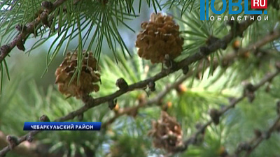 В лесничестве выращивают карельскую сосну, берёзу и кедр