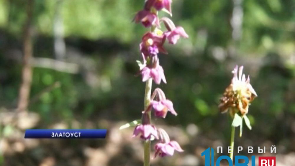 Дикие орхидеи зацвели в парке "Таганай" при температуре ниже ноля