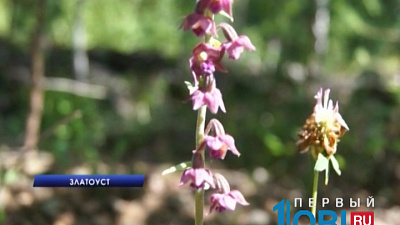 Дикие орхидеи зацвели в парке "Таганай" при температуре ниже ноля