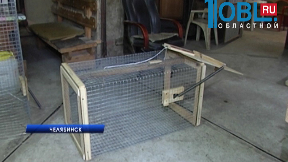 Вандалы сломали ловушки для беглой обезьянки