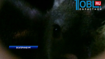 В аэропорту на таможне задержали четырех кенгуру