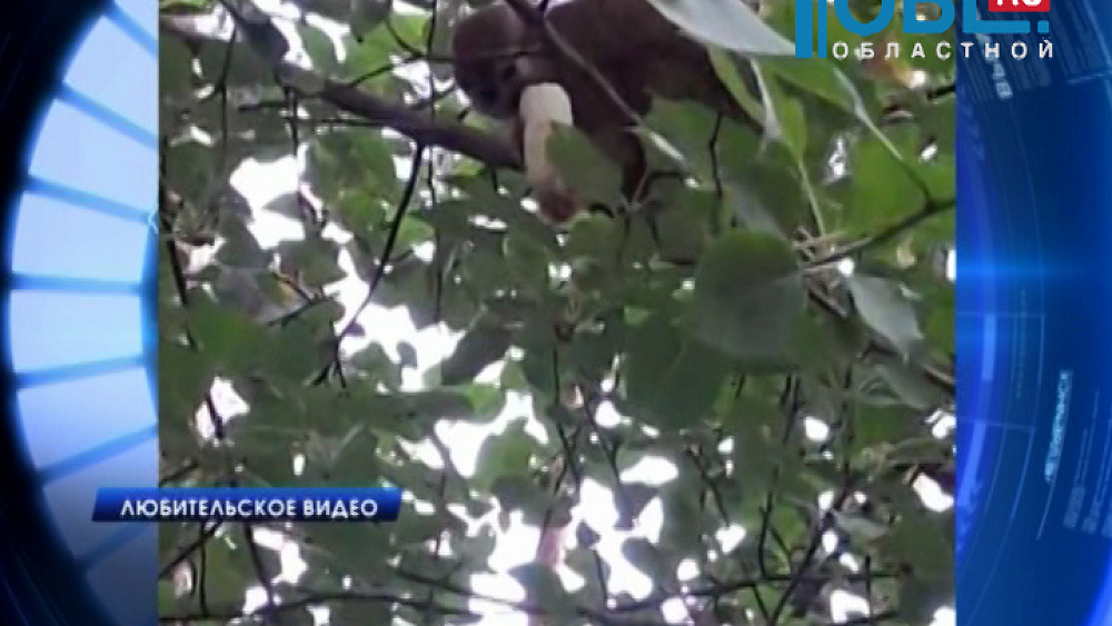 Из зоопарка сбежала обезьяна - саймири беличий