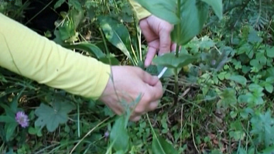 В национальном парке "Таганай" проходит перепись растений