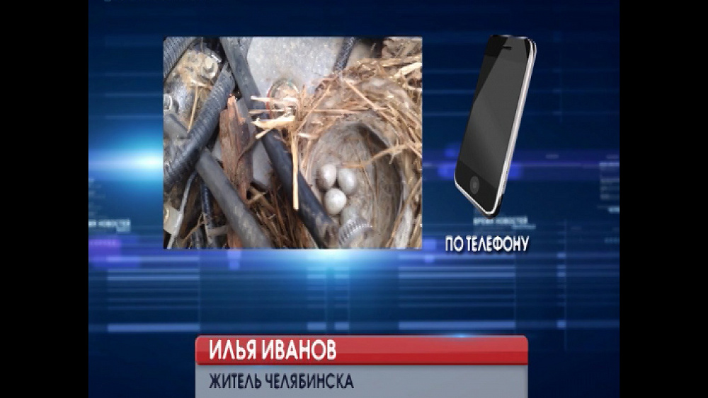 Гнездо обнаружили под капотом одной из служебных машин