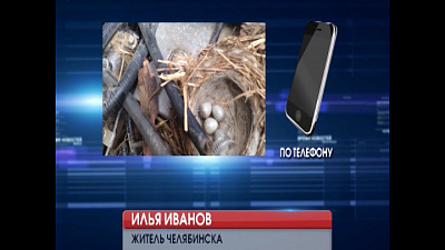 Гнездо обнаружили под капотом одной из служебных машин