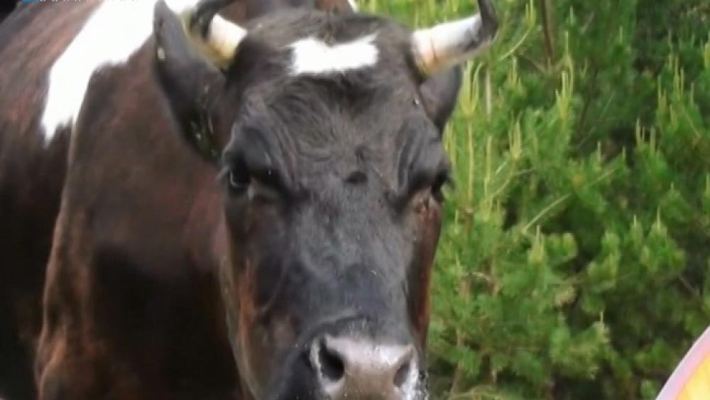 Турист из Самары снял на видео, как корова ест оставленную у палатки еду