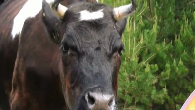 Турист из Самары снял на видео, как корова ест оставленную у палатки еду