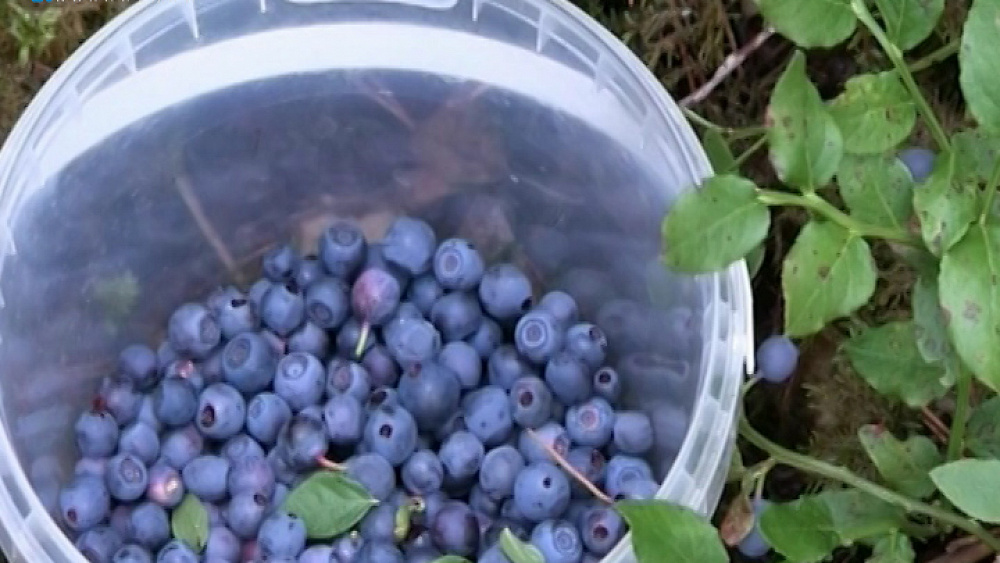 Специалисты не советуют покупать ягоды черники у торговцев на обочинах