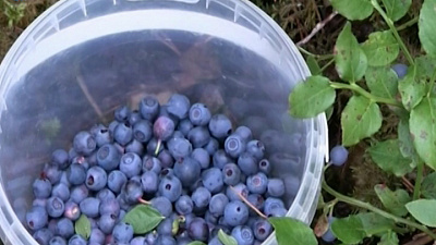 Специалисты не советуют покупать ягоды черники у торговцев на обочинах