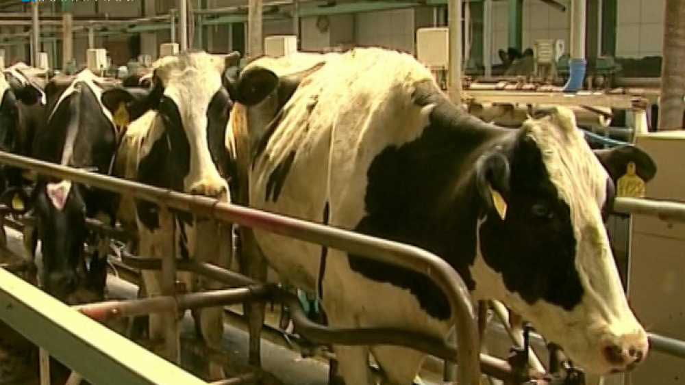 Надои молока увеличились на 120 тонн в Челябинской области
