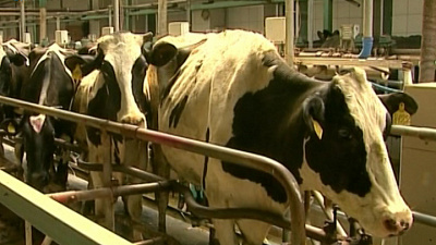 Надои молока увеличились на 120 тонн в Челябинской области