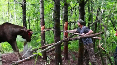 Катав-Ивановские егеря освободили лося из браконьерской ловушки