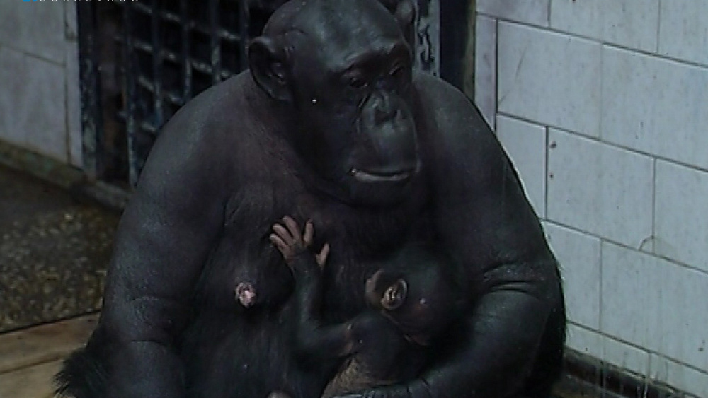 В Челябинском зоопарке самки саймири и шимпанзе стали мамами