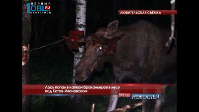 Лось попал в капкан браконьеров в лесу под Катав-Ивановском