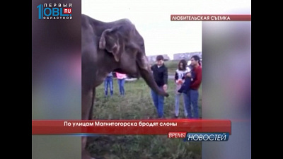 По улицам Магнитогорска бродят слоны