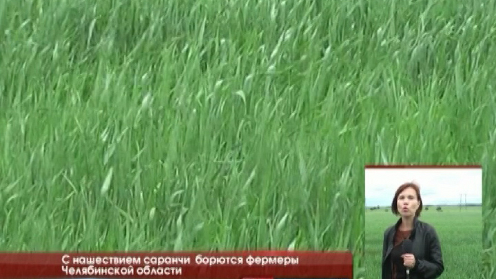 С нашествием саранчи борются фермеры Челябинской области 