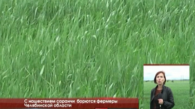 С нашествием саранчи борются фермеры Челябинской области 