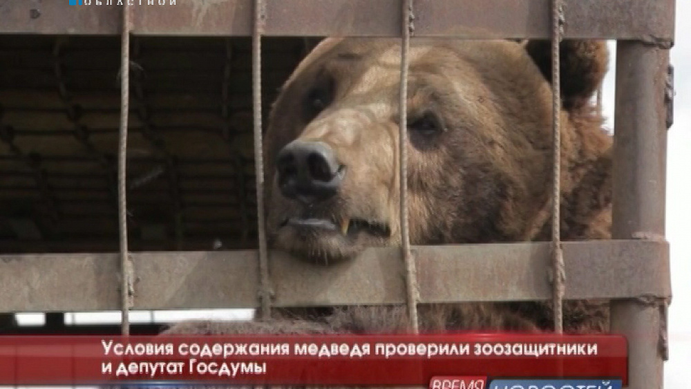 Условия содержания медведя проверили зоозащитники и депутат Госдумы