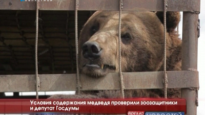 Условия содержания медведя проверили зоозащитники и депутат Госдумы