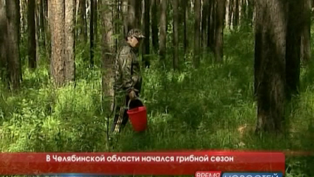 В Челябинской области начался грибной сезон