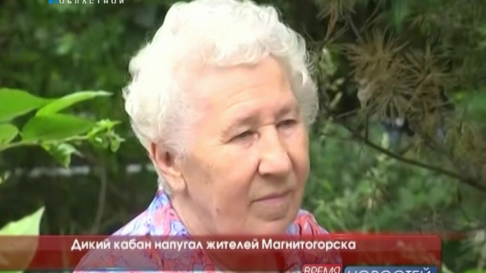 Дикий кабан напугал жителей Магнитогорска 