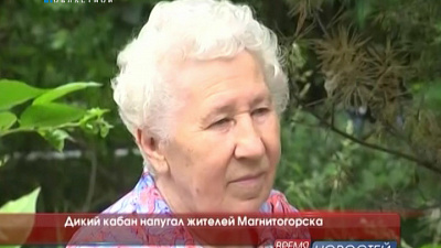 Дикий кабан напугал жителей Магнитогорска 