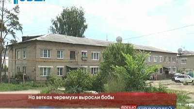 На ветках черемухи выросли бобы