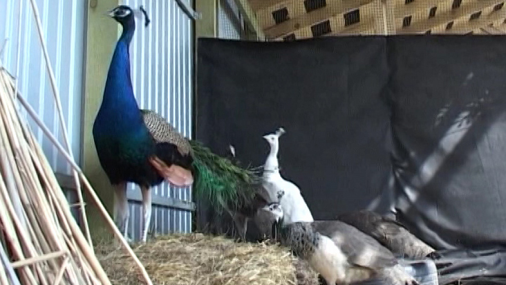 Уютный дом от 10.06.2016