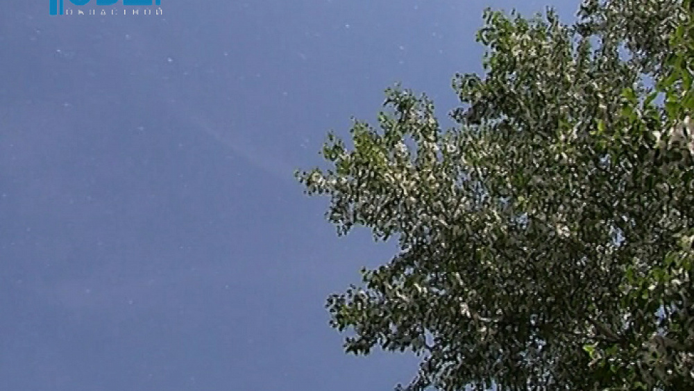 Ненавистный тополиный пух перестанет мешать челябинцам через несколько лет 