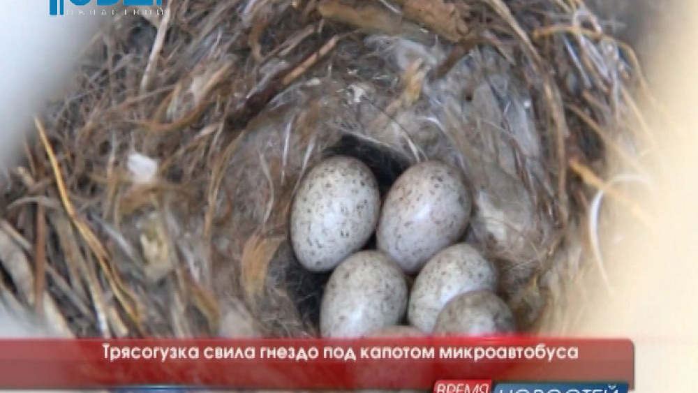Трясогузка свила гнездо под капотом микроавтобуса