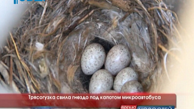Трясогузка свила гнездо под капотом микроавтобуса
