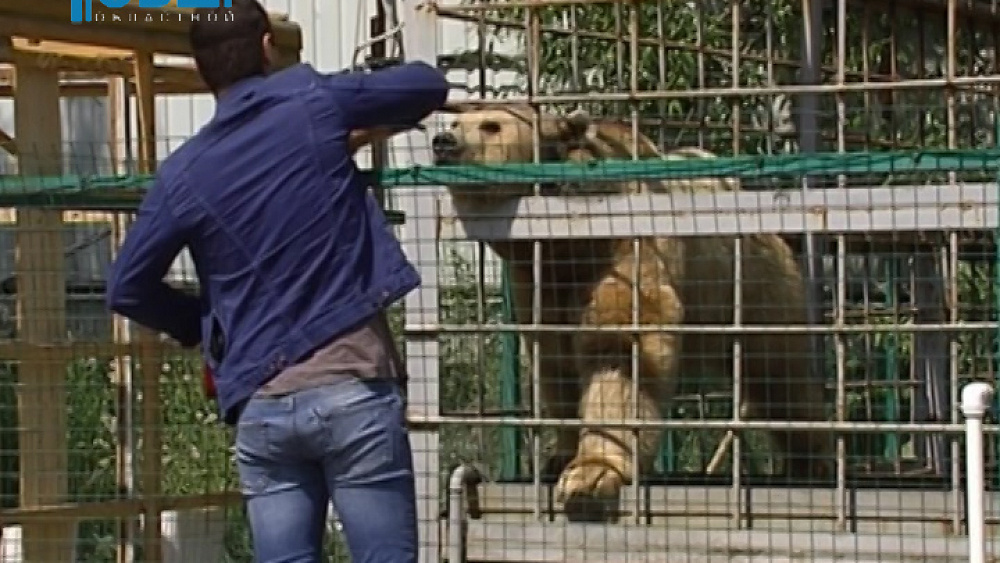 Зоозащитники и рестораторы не могут поделить медведя