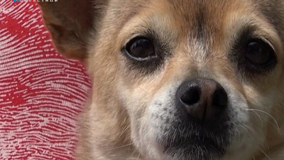 В одной из маршруток Коркино работает собака- контролер