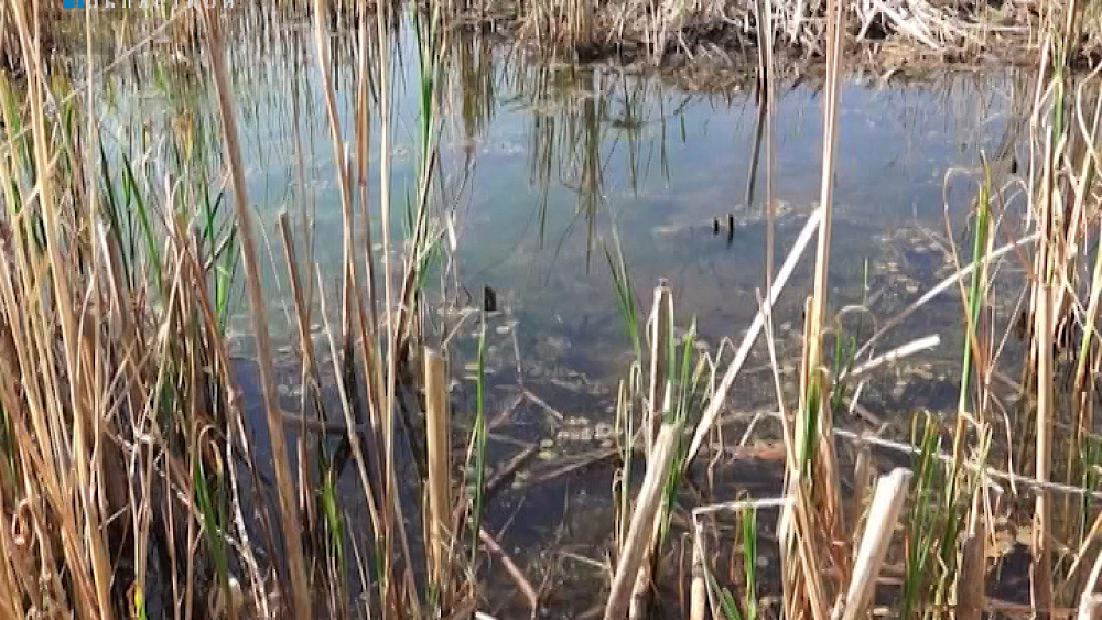 Жители Челябинской области жалуются на небывалое нашествие комаров