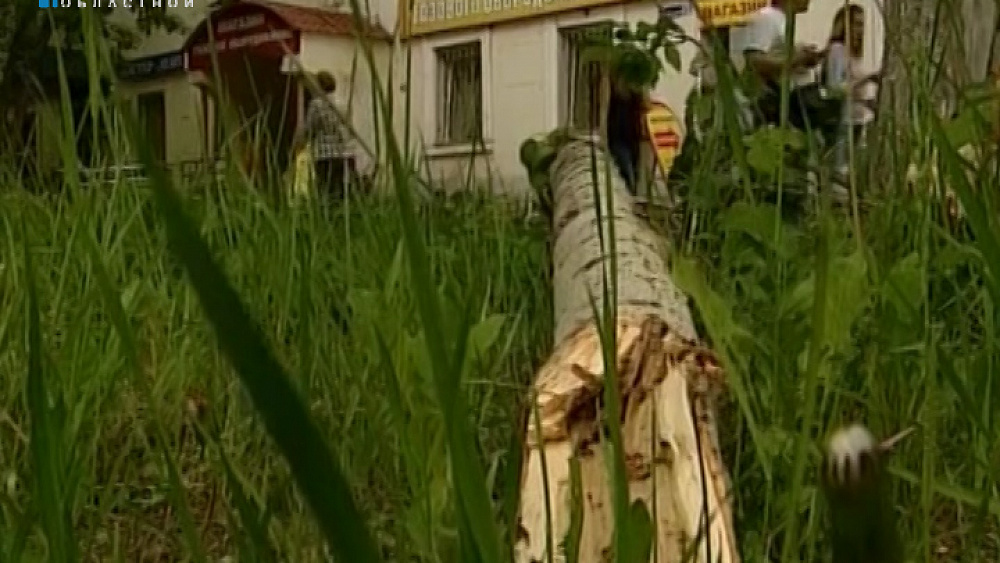 По факту упавшего на ребенка дерева возбудили уголовное дело о халатности