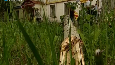 По факту упавшего на ребенка дерева возбудили уголовное дело о халатности