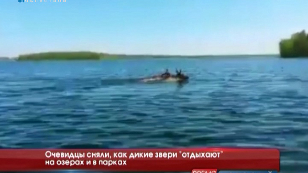 Очевидцы сняли, как дикие звери "отдыхают" на озерах и в парках