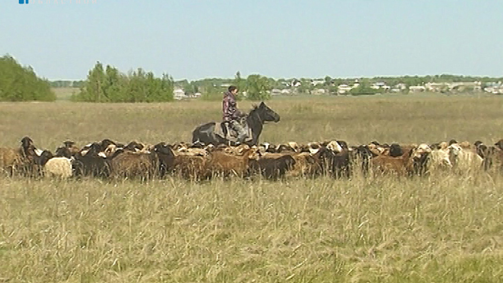 Аграрии засеяли треть всех площадей в области