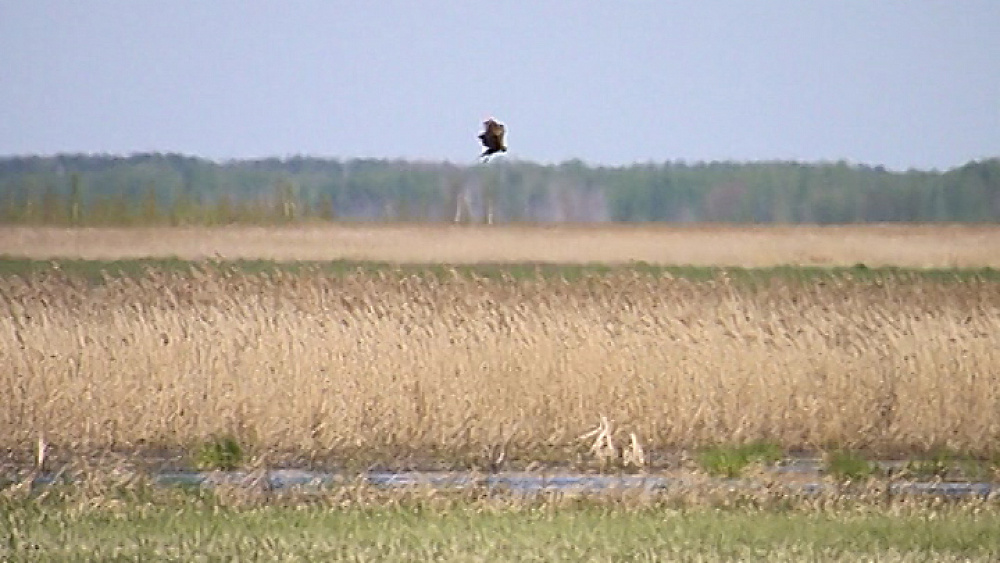 В Челябинскую область прилетели птицы занесенные в красную книгу