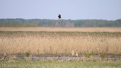В Челябинскую область прилетели птицы занесенные в красную книгу