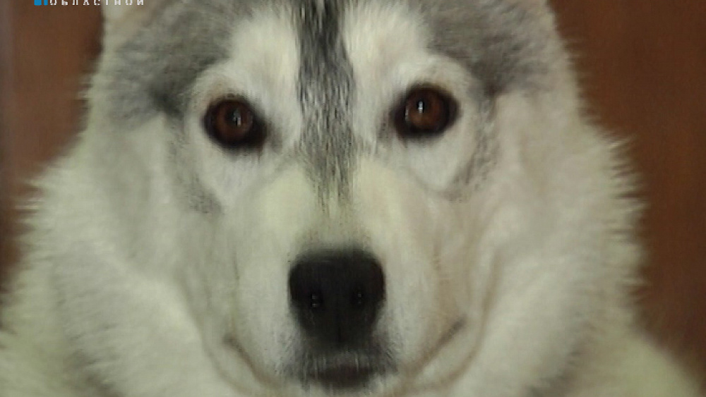 Происшествия дня  11.05.2016