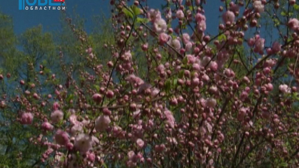 В Челябинском парке Пушкина расцвела сакура